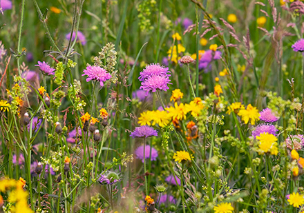 Flores Silvestres de Bach